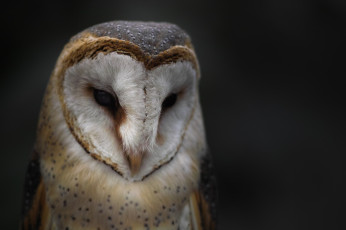 Картинка животные совы сипуха сова