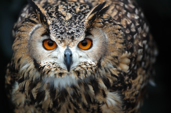 Картинка животные совы сова взгляд