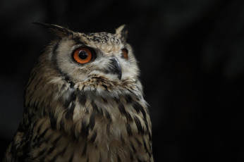 Картинка животные совы взгляд сова