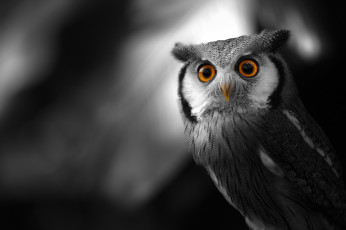 Картинка животные совы взгляд сова