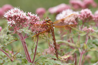 Картинка животные стрекозы стрекоза цветы