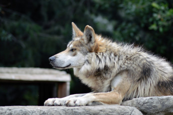 Картинка животные волки +койоты +шакалы волк