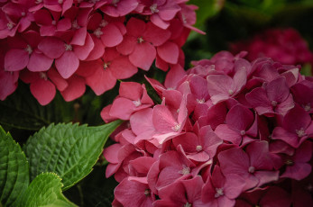 Картинка цветы гортензия макро соцветия