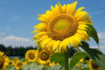 Картинка цветы подсолнухи подсолнух