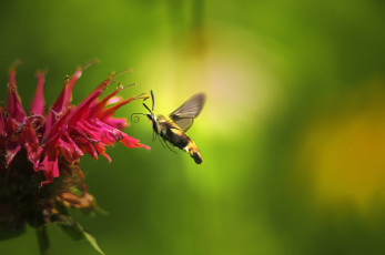 Картинка животные бабочки +мотыльки +моли мотылёк фон макро цветок
