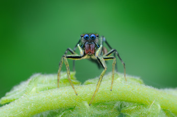 Картинка животные пауки джампер глазки лапки паук макро