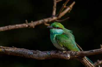Картинка животные нектарницы птичка