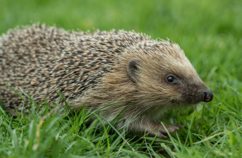 Картинка животные ежи ежик