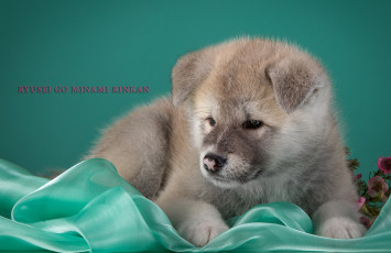 Картинка животные собаки японская акита щенок бежевый