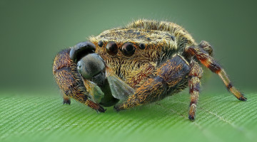 Картинка животные пауки паучок