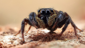 Картинка животные пауки паучок