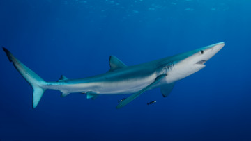Картинка животные акулы океан акула