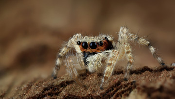 Картинка животные пауки паучок