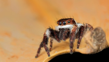 Картинка животные пауки паучок