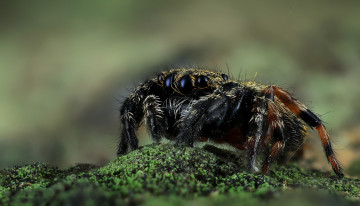 Картинка животные пауки паучок