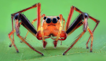 Картинка животные пауки паучок