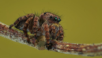 Картинка животные пауки паучок