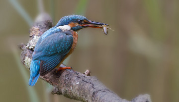 Картинка животные зимородки рыболов