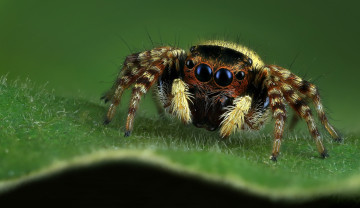 Картинка животные пауки паучок