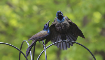 Картинка животные птицы пара