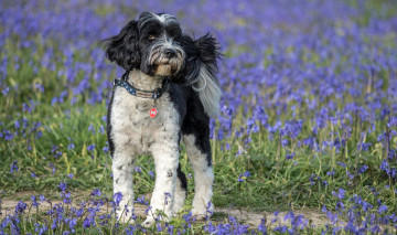 Картинка животные собаки пес