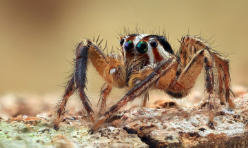 Картинка животные пауки паучок
