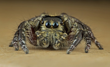 Картинка животные пауки паучок