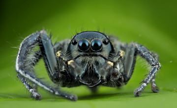 Картинка животные пауки паучок