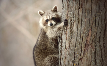 Картинка животные еноты енот