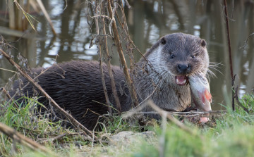 Картинка животные выдры +каланы +ондатры завтрак
