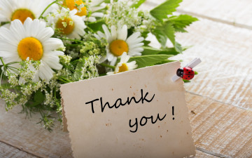 Картинка цветы букеты +композиции thank you flowers ромашки букет