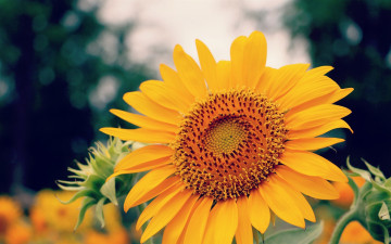 Картинка цветы подсолнухи фон лепестки