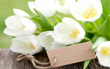 Картинка цветы тюльпаны flowers white букет