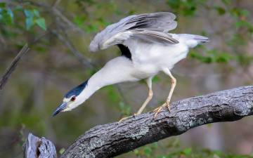 Картинка животные птицы природа птица фон