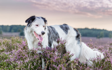 Картинка животные собаки лето друг взгляд собака