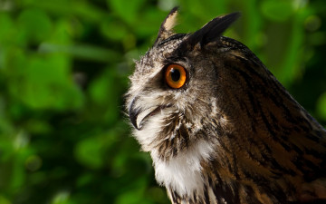 Картинка животные совы сова профиль птица филин портрет