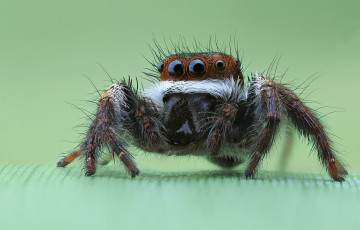 Картинка животные пауки паучок