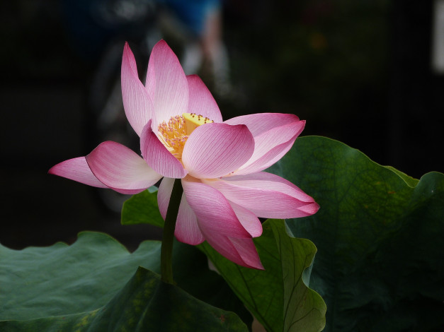 Обои картинки фото цветы, лотосы, фон, лепестки