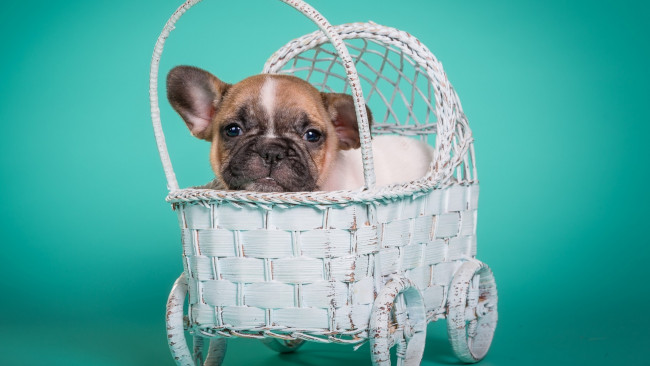 Обои картинки фото животные, собаки, французский, бульдог, щенок, мордочка, портрет, милый