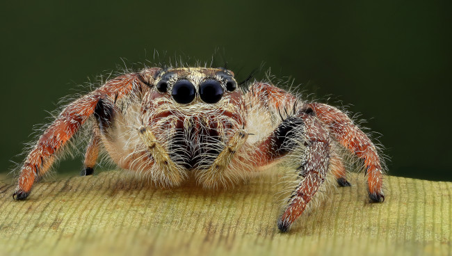 Обои картинки фото животные, пауки, паучок