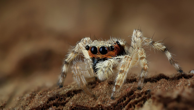 Обои картинки фото животные, пауки, паучок