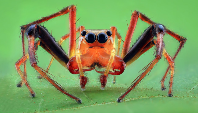 Обои картинки фото животные, пауки, паучок