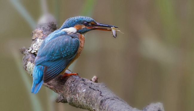 Обои картинки фото животные, зимородки, рыболов