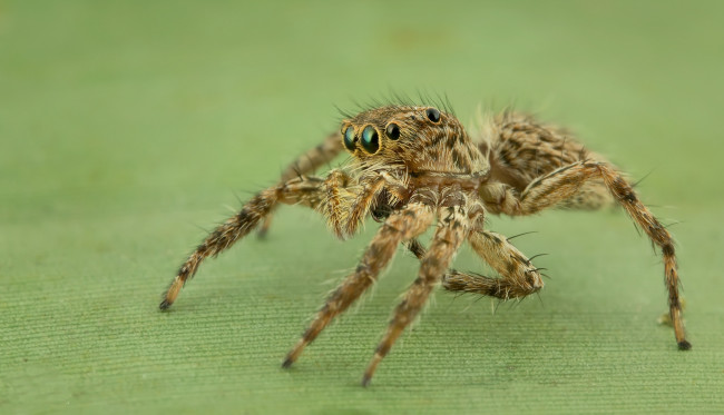 Обои картинки фото животные, пауки, паучок