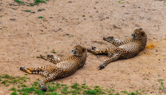 Обои картинки фото животные, гепарды, гепард
