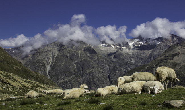 Обои картинки фото животные, овцы,  бараны, горы