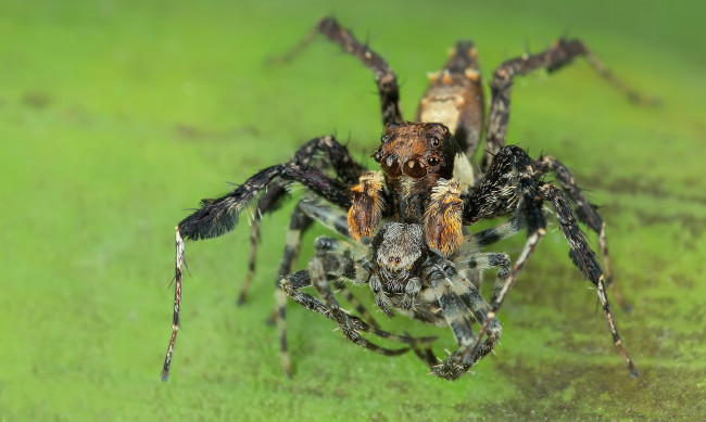 Обои картинки фото животные, пауки, паучок