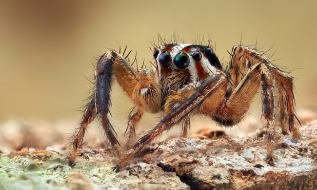 Обои картинки фото животные, пауки, паучок