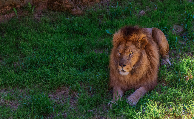 Обои картинки фото животные, львы, лев