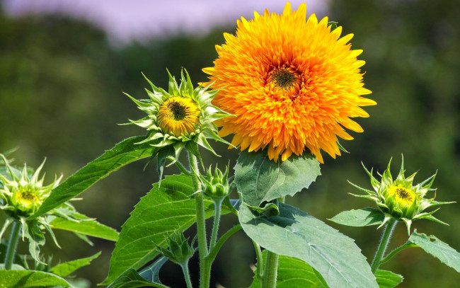 Обои картинки фото цветы, подсолнухи, подсолнух, лепестки, желтый